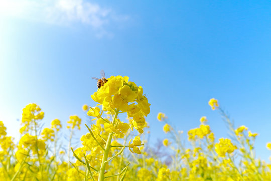 菜の花と蜜蜂と青空