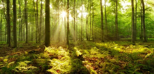 Gordijnen Bos van beukenbomen verlicht door zonnestralen door mist, varens die de grond bedekken © AVTG