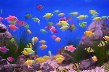 Fototapeta na wymiar Colorful Underwater World, Aquarium Fishes