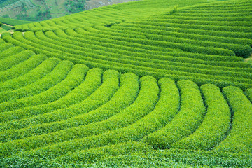 Tea Plantation in Moc Chau village, Vietnam