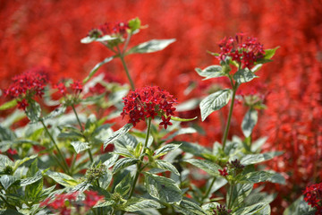 赤い花