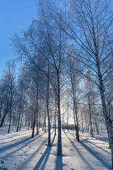 Fototapeta premium Trees in frost on the background of beautiful blue sky. Winter landscape.