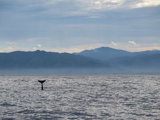 Rissos Dolphin Silhouette