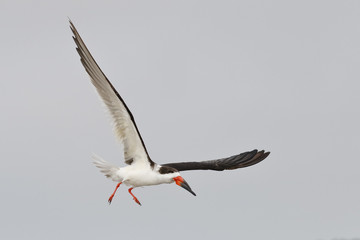 Black Skimmer in flight - Dunedin, Florida