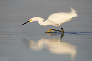 Snowy Egret stalking a fish - Fort DeSoto Park, Florida