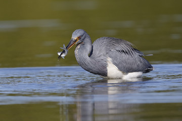 Tricolored Heron with a fish in its beak - Florida