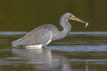 Tricolored Heron with a fish in its beak - Florida