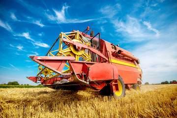 Side view of a big red harvester in the golden wheat field on a sunny day.
