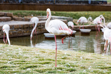Flamingo bird stands on one leg in natural habitat