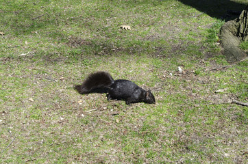 Squirrel on the grass