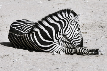 Fototapeta na wymiar one Zebra sitting on dry land at hot day