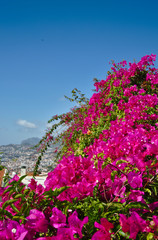 Madeira - Flower Island 