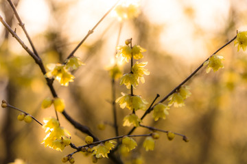 夕日に輝く蠟梅