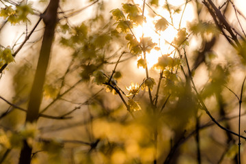 夕日に中の蠟梅