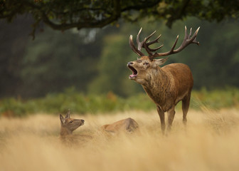 Red deer stag standing in the grass