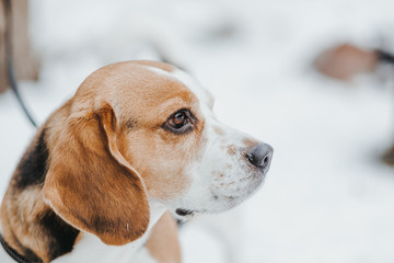 Dog Beagle on a walk, winter walk in forest snow on the ground