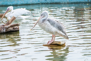 pelicans in its natural habitat