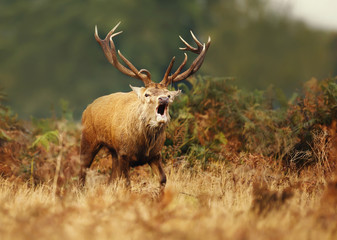 Red deer roaring during the rut