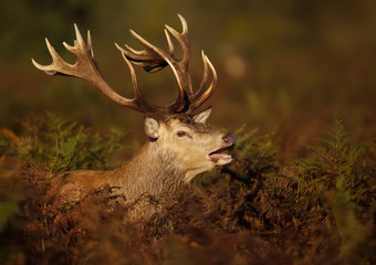 Close-up of a red deer stag roaring