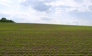 Altkirchen / Germany: Freshly sown field