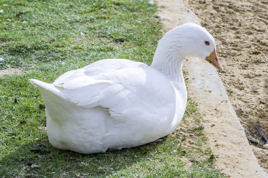 white goose or duck on grass