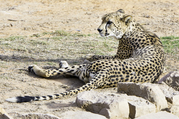 Cheetah in natural habitat