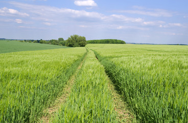 Fototapeta premium Altkirchen / Germany: Tractor tracks through an early green barley field