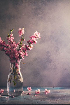 Fototapeta pink cherry blossom