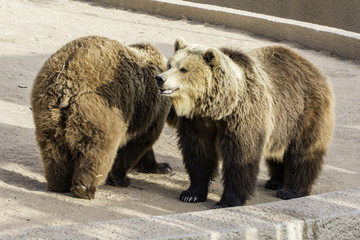 brown bear in zoo