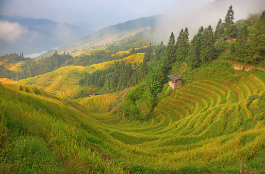 Longji Rice Terraces