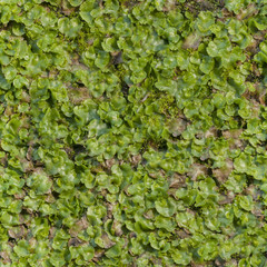 Grass seamless pattern