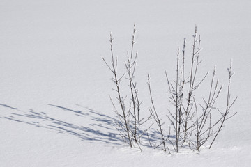 Fototapeta na wymiar Impresionen vom Winter - kleiner Baum im Tiefschnee