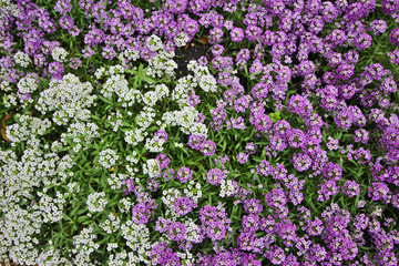 Naklejka premium Parque Real Łazienki, Varsovia, Polonia