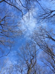 high clouds and contrails above leafless forest trees