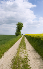 Fototapeta na wymiar Altkirchen / Germany: Track between the fields in the rural Altenburg County