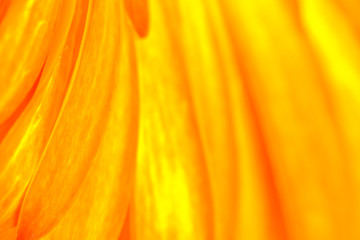 Multicolored gerbera abstract detail - abstraction of sun rays