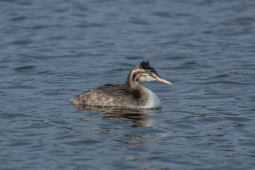 Fototapeta premium haubentaucher