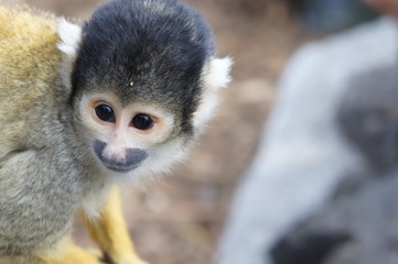 squirrel monkey