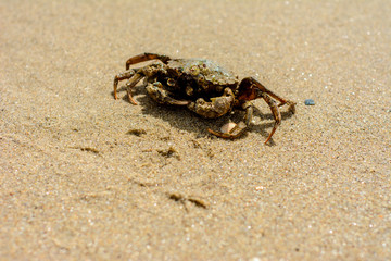 A beautiful crab crawl on the coast of the Black Sea