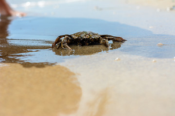 A beautiful crab crawl on the coast of the Black Sea