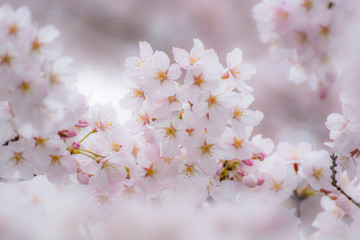 満開の桜