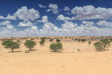 The Kalahari Desert