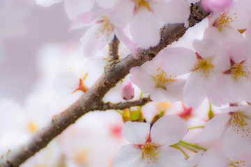 満開に桜