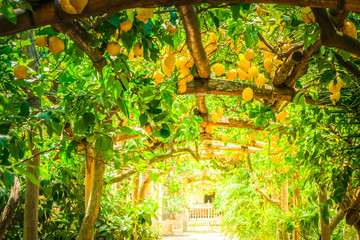Fototapety  Ogród cytrynowy w Sorrento