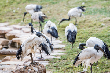 Obraz na płótnie Canvas Black-headed ibis or Oriental white ibis (Threskiornis melanocephalus), Ibis bird
