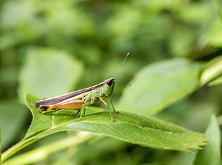 Grasshopper on green leaf in the forest