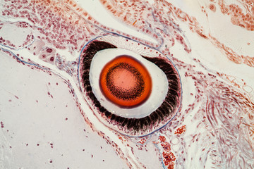 Auge Gewebe unter dem Mikroskop 200x