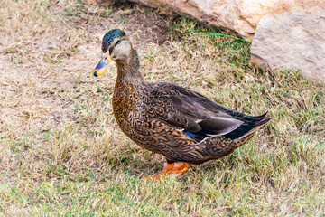goose walking on grass, brown duck