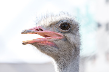 close up to face of an ostrich bird with mouth open