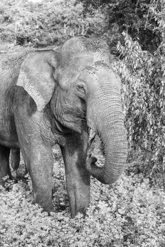 Wild elephant in Yala National Park, Sri Lanka (monochrome)